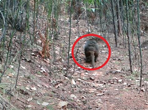 Tasmanian tiger sightings: Adelaide photographer ‘very close’ to proving thylacine exist | news ...