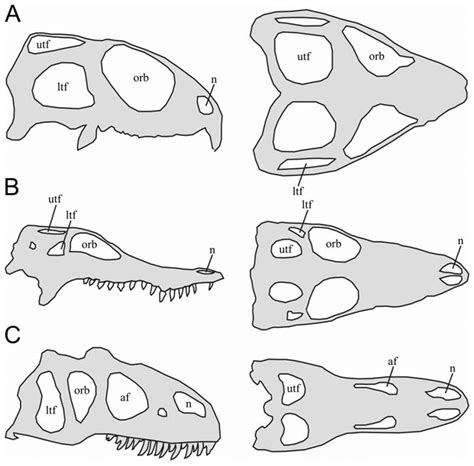 The diapsid skull form. Simplified schematic lateral and dorsal skull... | Download Scientific ...