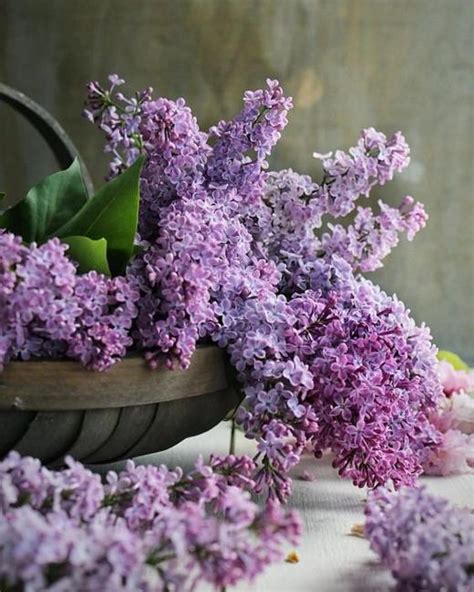 Interesting Facts about Lilac, Flower Arrangements and Colorful Home ...