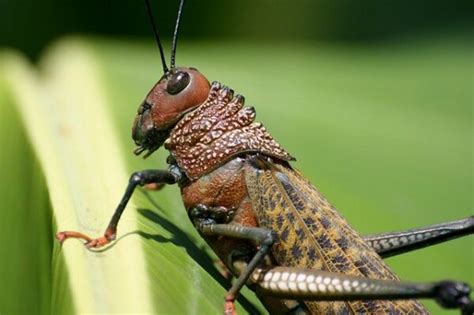 What Do Grasshoppers Eat - Grasshopper Diet