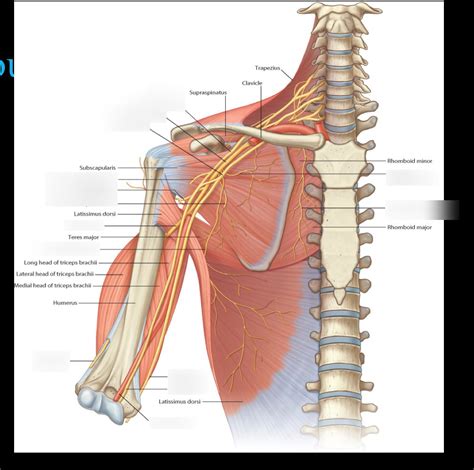 lecture 5: nerves of shoulder Diagram | Quizlet