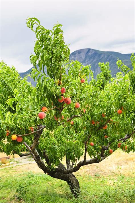 Planting, Growing, and Harvesting Peaches - Oxfarm Organic Ltd.