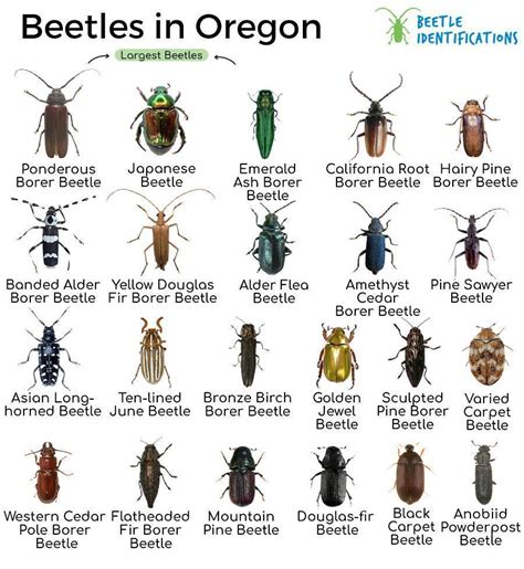 Types of Beetles in Oregon with Pictures