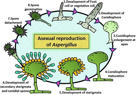 Aspergillus Nidulans Morphology