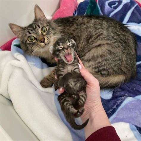 Cat And Her Kitten Son Are Best Friends Finding Forever Together