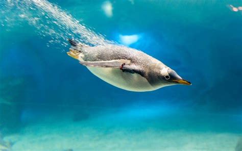 animals, Penguins, Birds, Underwater Wallpapers HD / Desktop and Mobile Backgrounds