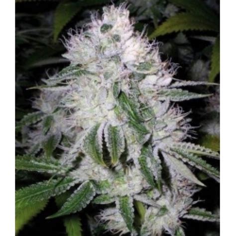 White Widow Cannabis Seeds Feminized