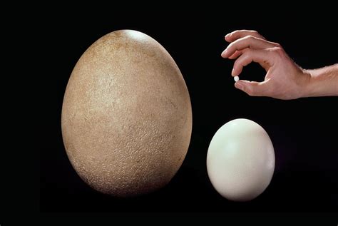 Eagle Egg Compared To A Chicken Egg