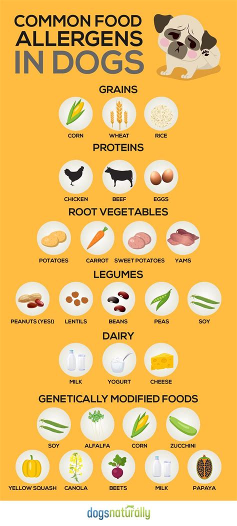 How Common Is Beef Allergy In Dogs