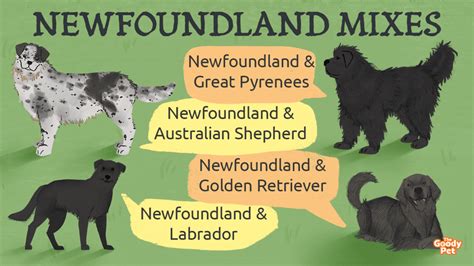 16 Newfoundland Mixes That You Never Know Existed - The Goody Pet