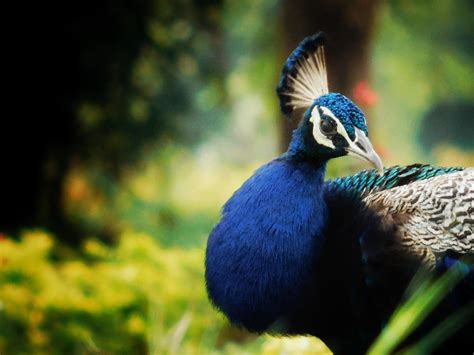 Peacock potrait photo 5857355 Stock Photo at Vecteezy