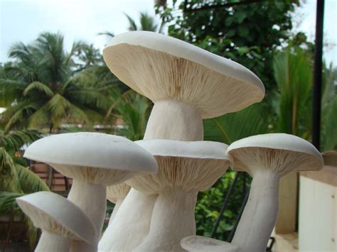 Agro Farming Business In India: Milky mushroom cultivation in south india