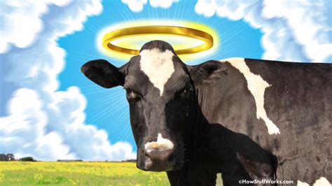 Why Do We Say 'Holy Cow'? | HowStuffWorks