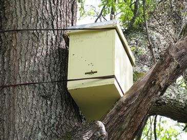 Swarm Traps and Bait Hives | Natural Beekeeping