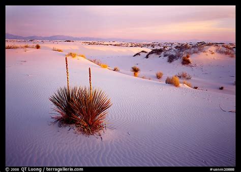 Picture/Photo: Yucca and white gypsum sand at sunrise. White Sands ...