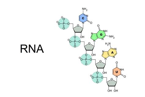 [DIAGRAM] Amino Acids Rna Diagram - MYDIAGRAM.ONLINE