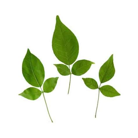 Bel Patra – Green Leaves – shivmangalam.com