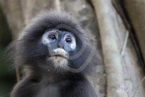 Dusky leaf monkey portrait - Nature Stock Photo Agency