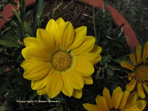 Gazania rigens | Flowering Plants and Pictures