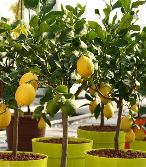 How to Grow an Indoor Lemon Tree - Birds and Blooms