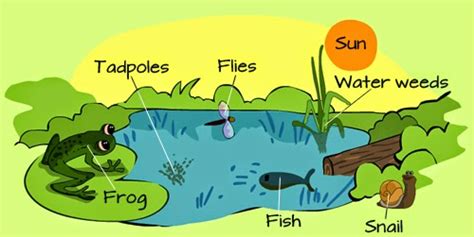 # 67 Summary of Ecology | Biology Notes for A level