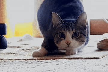 Cats Cat-jumping GIF - Cats Cat-Jumping Cat-Pouncing - Discover & Share GIFs