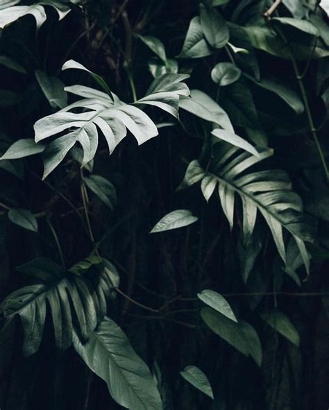 Plants aesthetic tropical minimalism minimalist | Plants aesthetic, Plants, Plant aesthetic