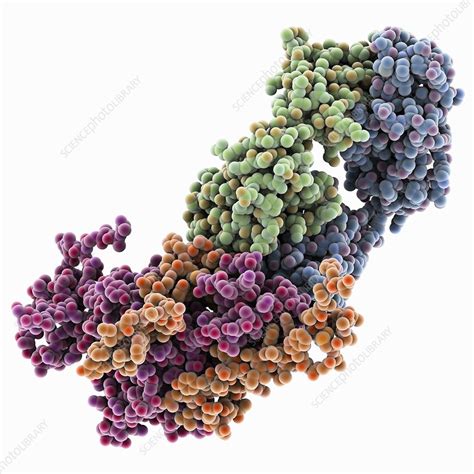 Ebola virus glycoprotein and antibody - Stock Image - C025/2299 - Science Photo Library