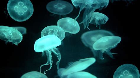 Glowing Jellyfish Wallpapers (67+ images)