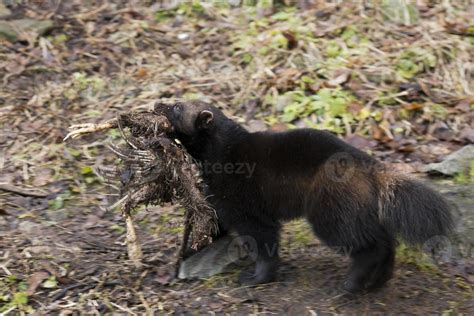 Wolverine portrait while hunting a bird 20300455 Stock Photo at Vecteezy