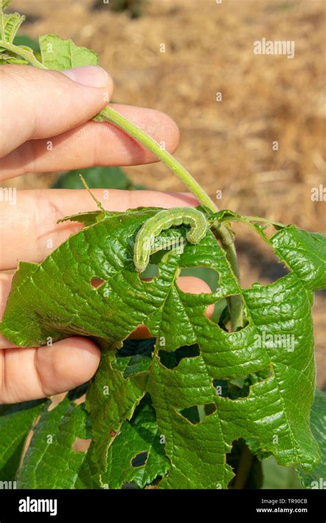 Hazelnut leaf damaged by a pest closeup in man's hand. Industrial nut ...