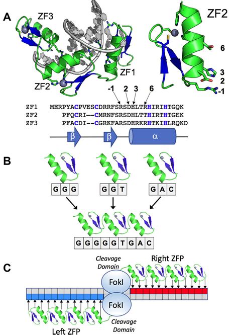 Structure and mode of action of zinc fingers and zinc finger nucleases ...