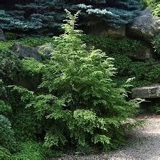 Tsuga canadensis | Kiefer Nursery: Trees, Shrubs, Perennials