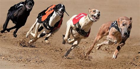 Is Greyhound Racing Cruel? A Tragic Case In Point