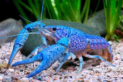 7 Most Popular Aquarium Crayfish Species - Shrimp and Snail Breeder