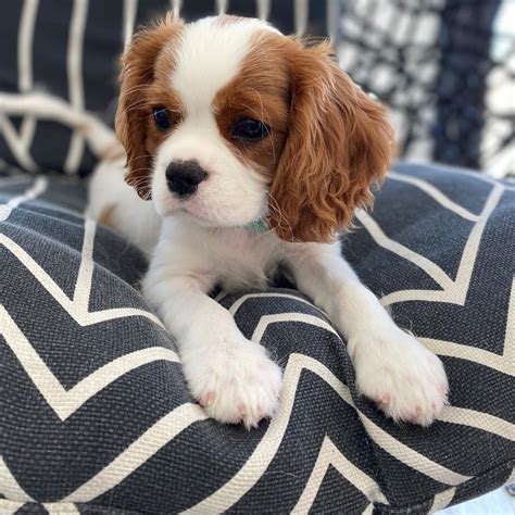 Cavalier King Charles Spaniel Puppies For Sale | Key West, FL #338879