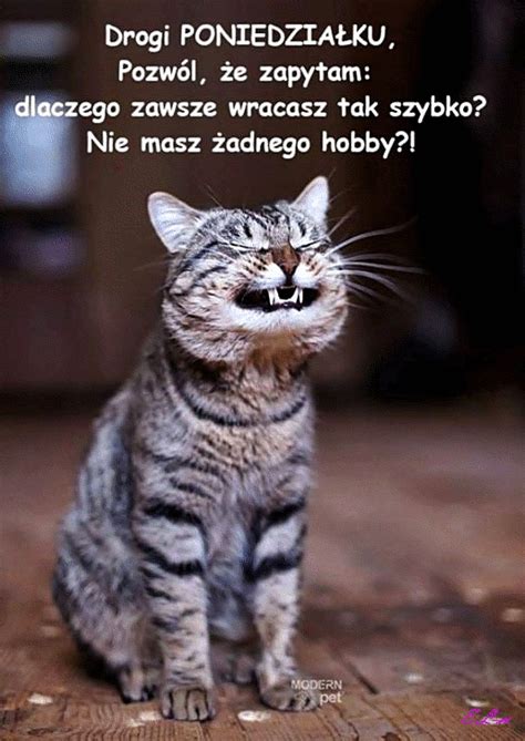 Gify Poniedziałek - GifyAgusi.pl Funny Animal Jokes, Funny Cat Memes, Funny Animals, Cute ...