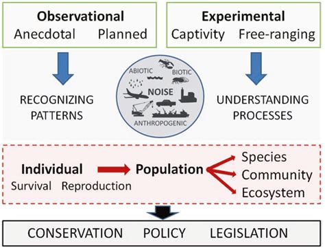 The effects of anthropogenic noise - Leiden University