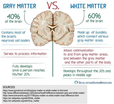 the differences between gray matter and white matter in human brain systems, as well as ...