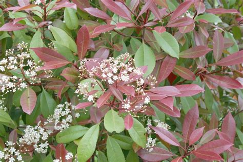 Red Tip Photinia, Photinia fraseri Red Robin Hedge - How to Care + Prune - Plantopedia