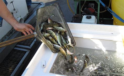 Fisheries Management: Stocking Supplemental Forage Fish