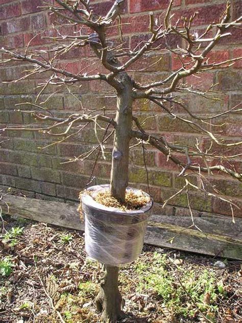 17 Best images about Air layering fruit trees on Pinterest | Trees, Air layering and Apple tree