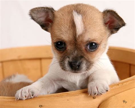 Épinglé par Sarah Lapointe sur chiwawa | Chien mignon, Chien et Bébé chien