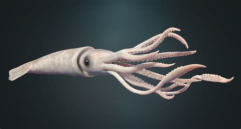 Giant Squid :: Behance