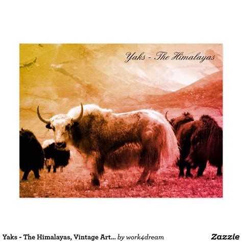 Yaks - The Himalayas, Vintage Art (Postcard) Postcard | Vintage art, Postcard, Artwork pictures