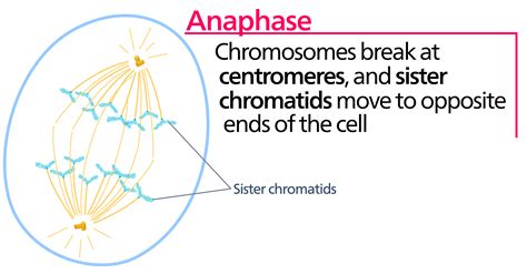 File:Anaphase.svg - Wikipedia