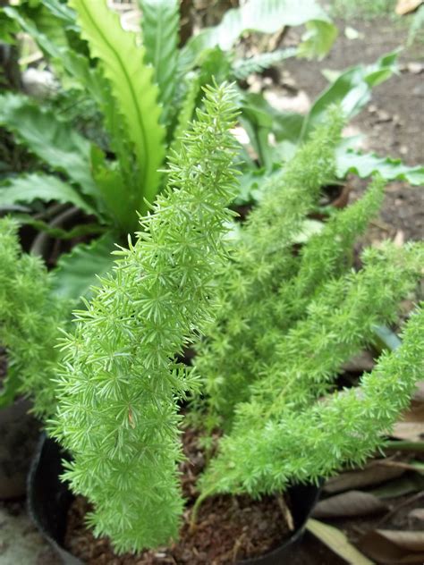 ponytail fern Staghorn Fern, Tree Fern, Black Tree, Backyard Patio, Cottage Garden, Ferns, Bird ...