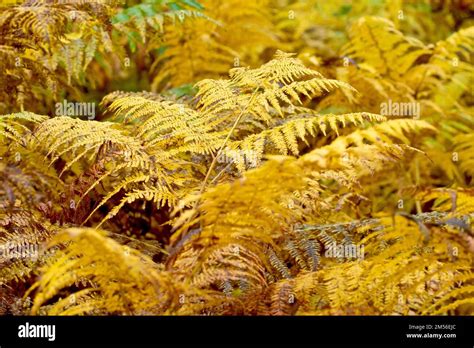 Bracken (pteridium aquilinum), close up of the common deciduous fern in its yellow and brown ...