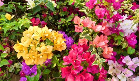 7 Beautiful Colors of Bougainvillea - Crate and Basket