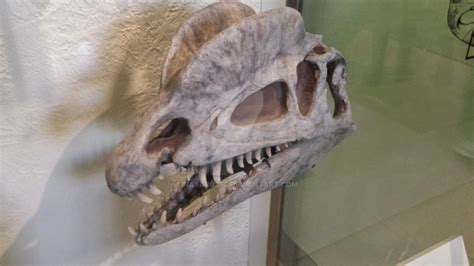 Dilophosaurus Skull at AMNH by Haxorus54 on DeviantArt